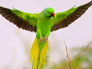 خریدار طوطی کاسکو