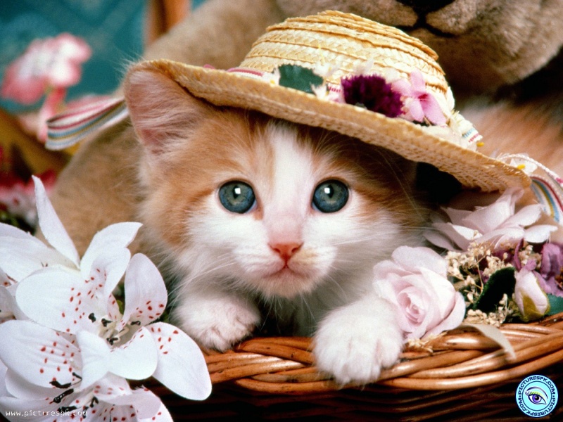 گربه آموزش دیده و زیبا