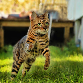 حیوان و پرنده